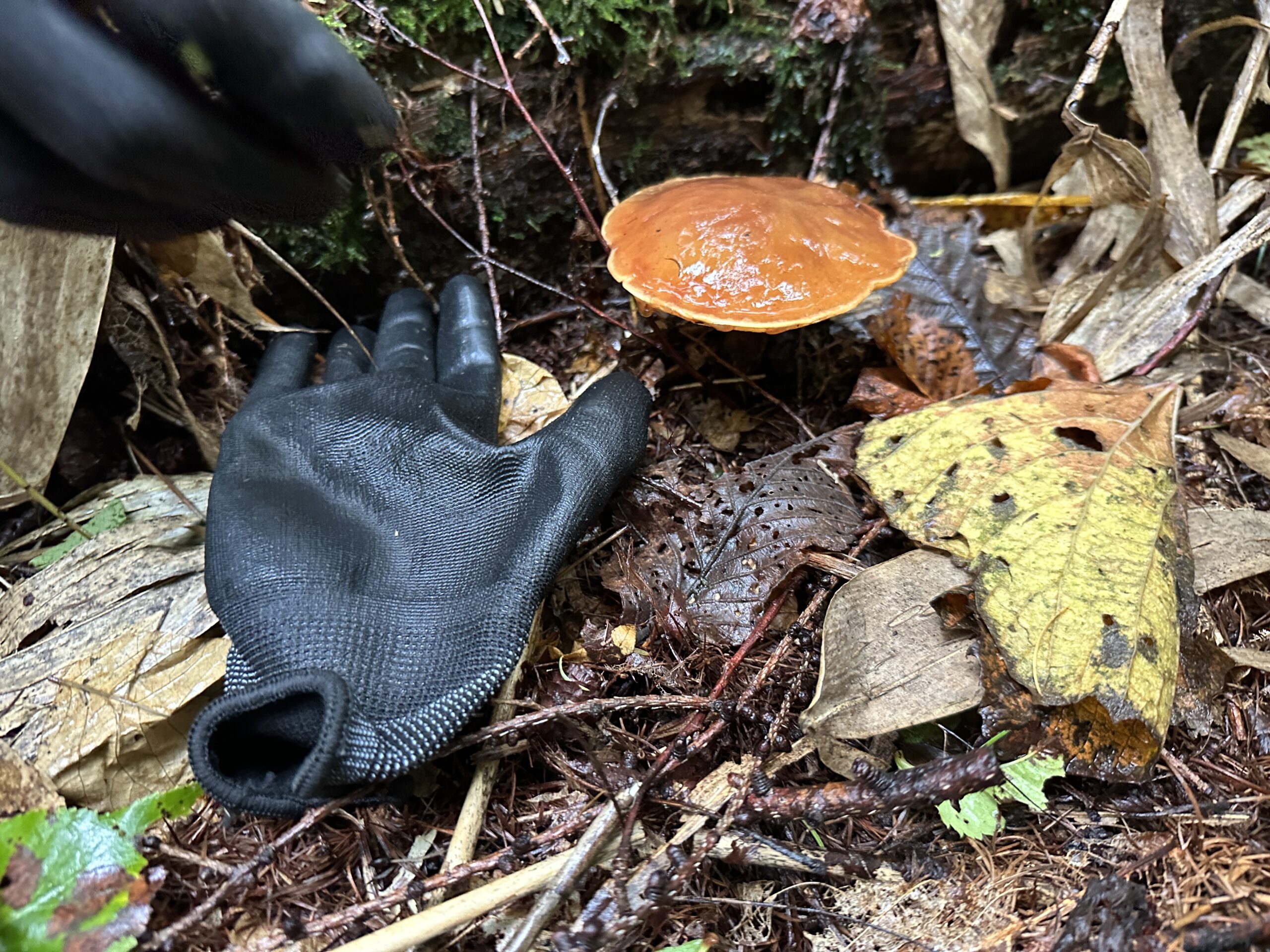 現場の合間にちょっと寄り道🍂落葉キノコ採り！🍄