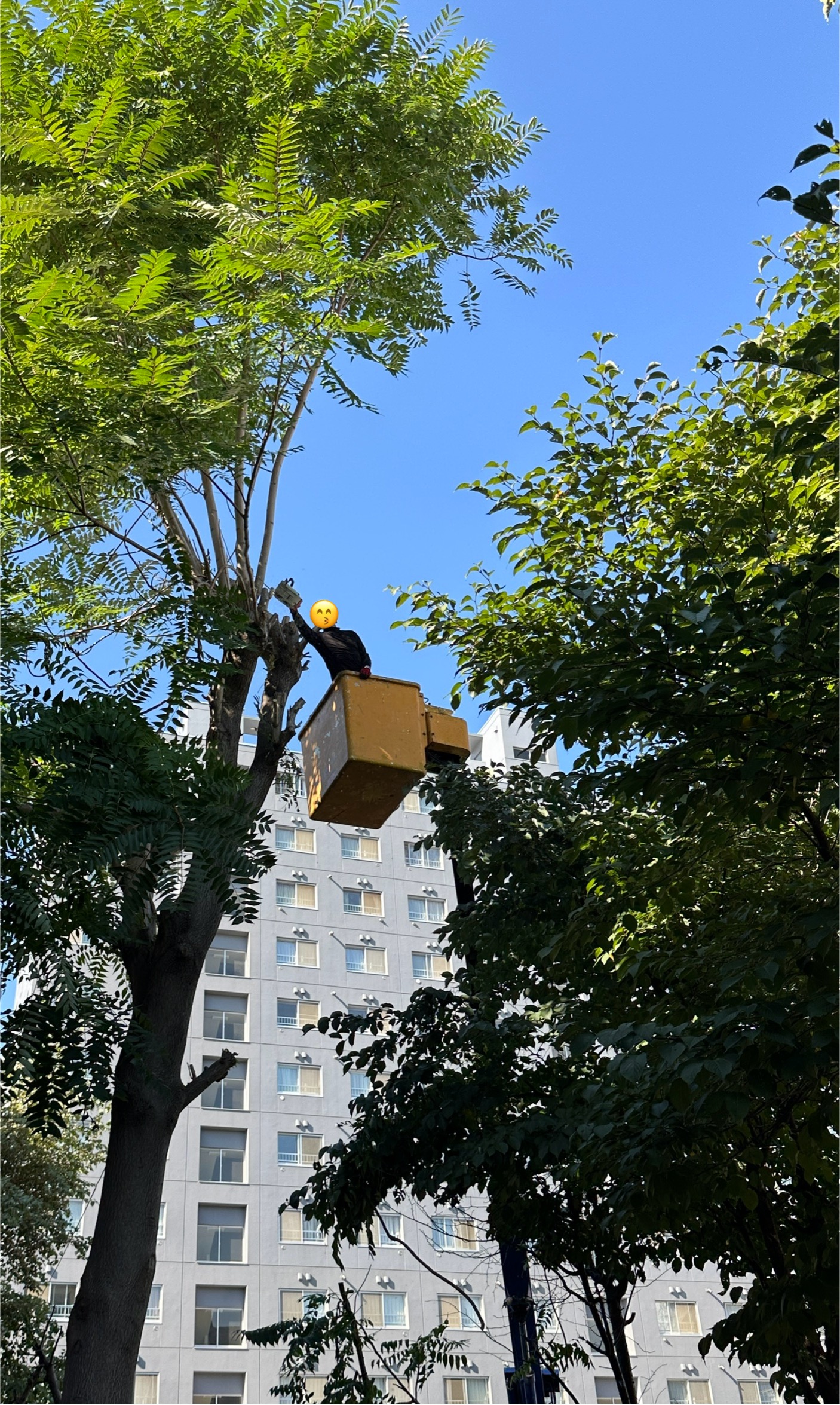 支障木の剪定をご依頼いただきました！🌳✂️